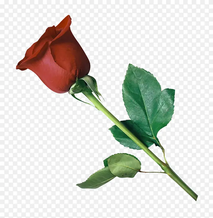 �� ����ֲ�� ֲ��-������