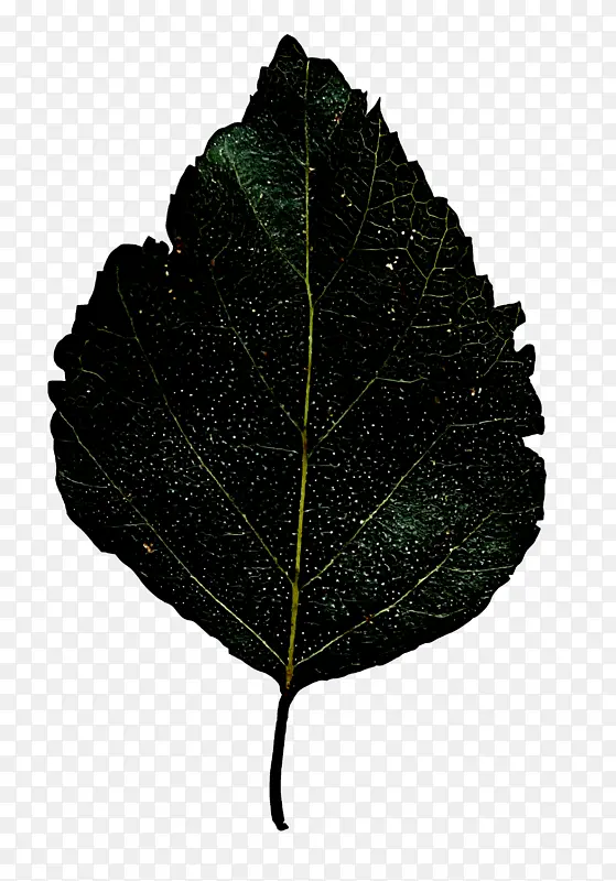 Ҷ ֲ�� ��ɫ-������