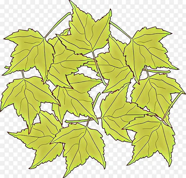 ��ͨ ��Ҷ �ڷ���-������