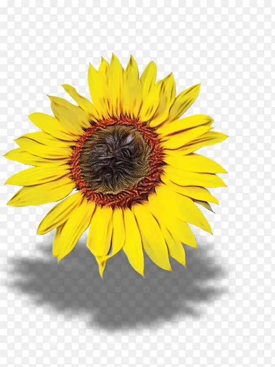 ˮ�ʻ� ���� ʪī-������