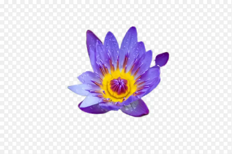 ������ ��ɫ ��-������