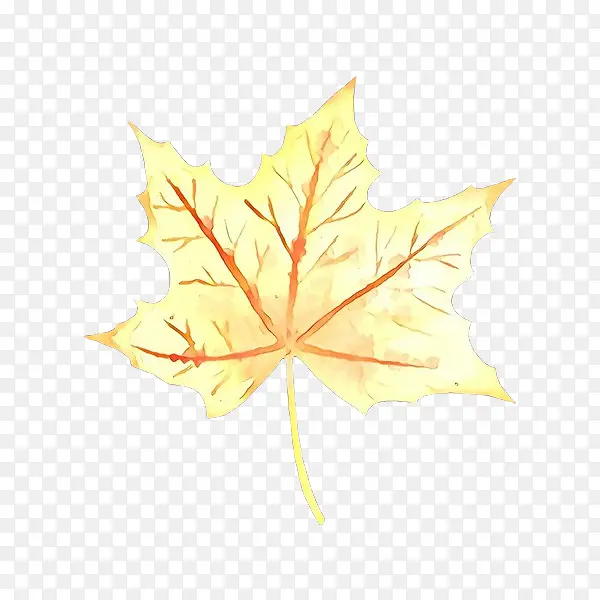 ��ͨ ��Ҷ ��Ҷ-������