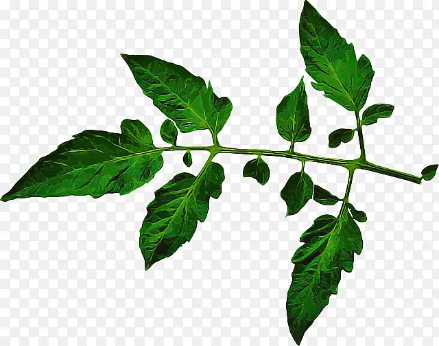 Ҷ�� ֲ�� ��-������