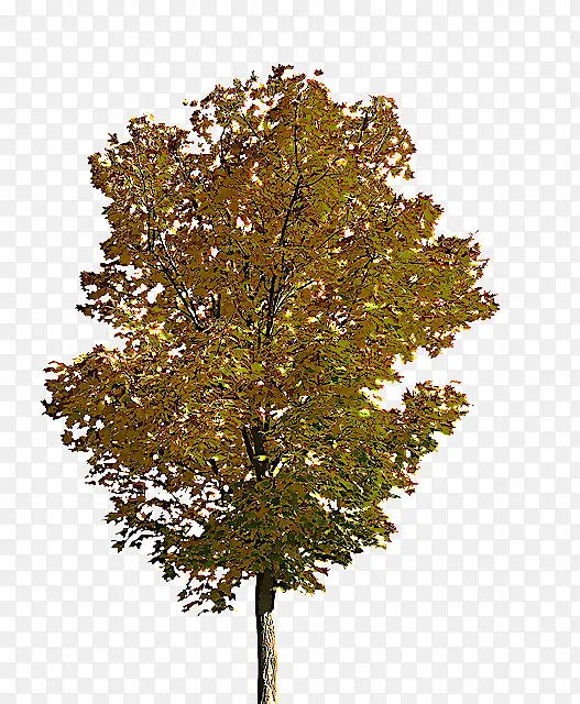 ��ľ ֲ�� ľ��ֲ��-������