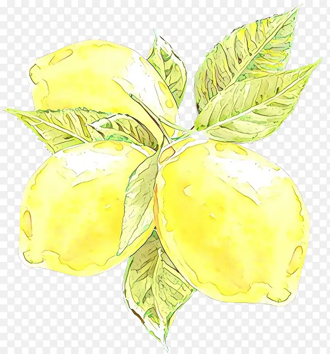 ��ͨ ��ɫ Ҷ��-������