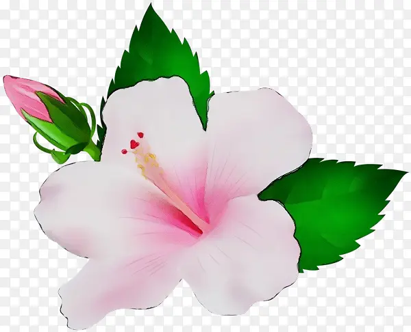 ˮ�ʻ� ���� ʪī-������