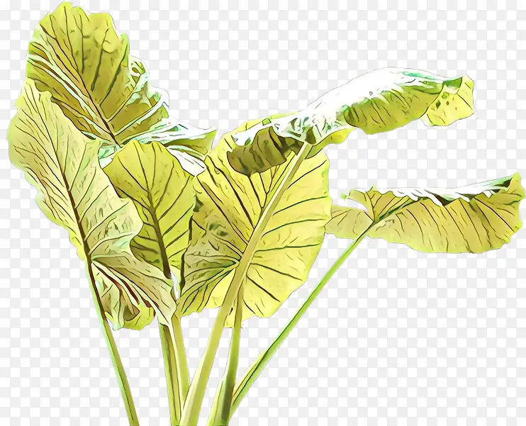 ��ͨ Ҷ ��-������