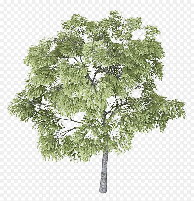 �� ֲ�� ľ��ֲ��-������