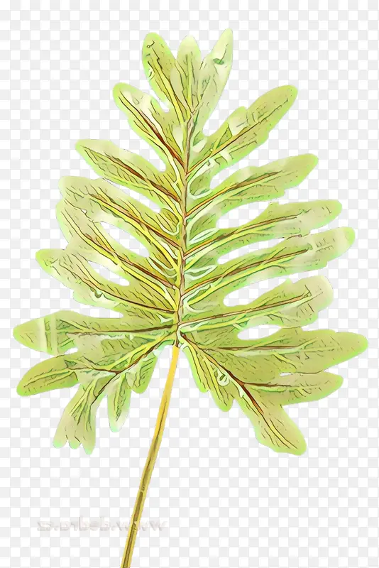 ��ͨ Ҷ�� ֲ��-������