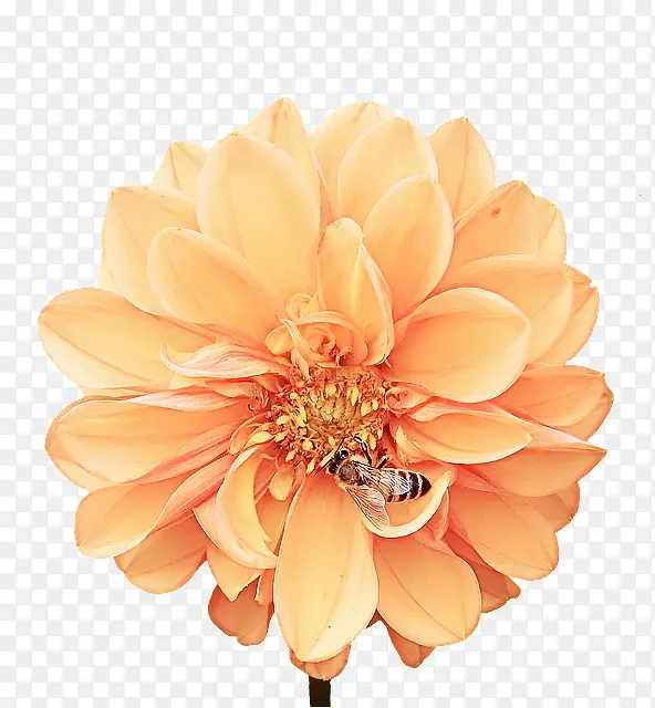 ���� �� ��ɫ-������