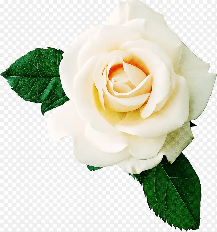 �� ����ֲ�� ��ɫ-������