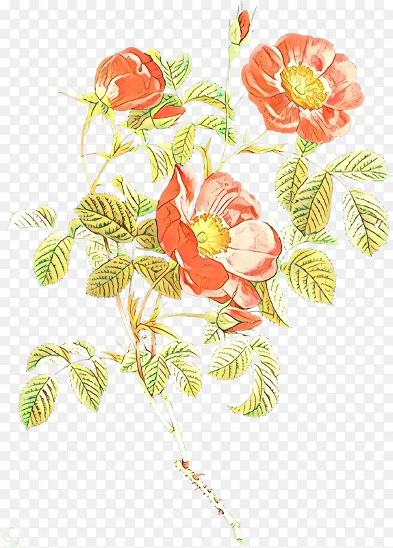 ��ͨ �� ֲ��-������