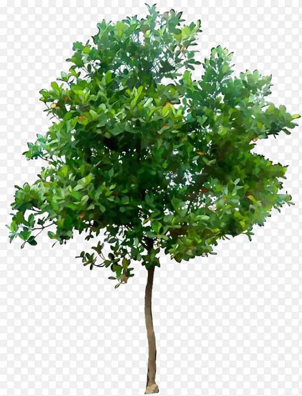 ˮ�ʻ� ���� ʪī-������