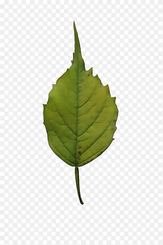 Ҷ�� ֲ�� ��-������