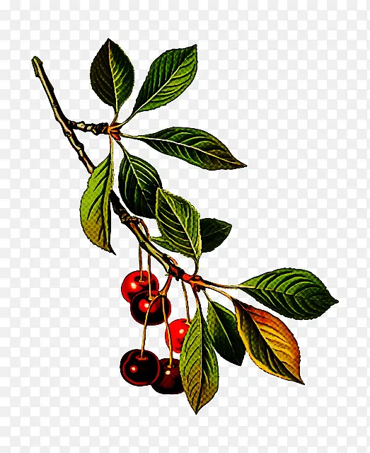 ����ֲ�� ֲ�� ��-������