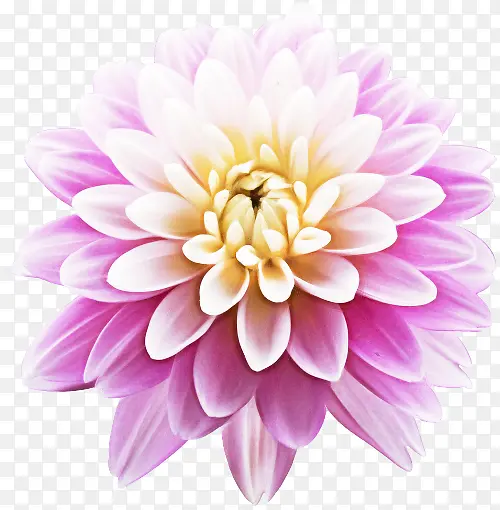 �� ���� ��ɫ-������