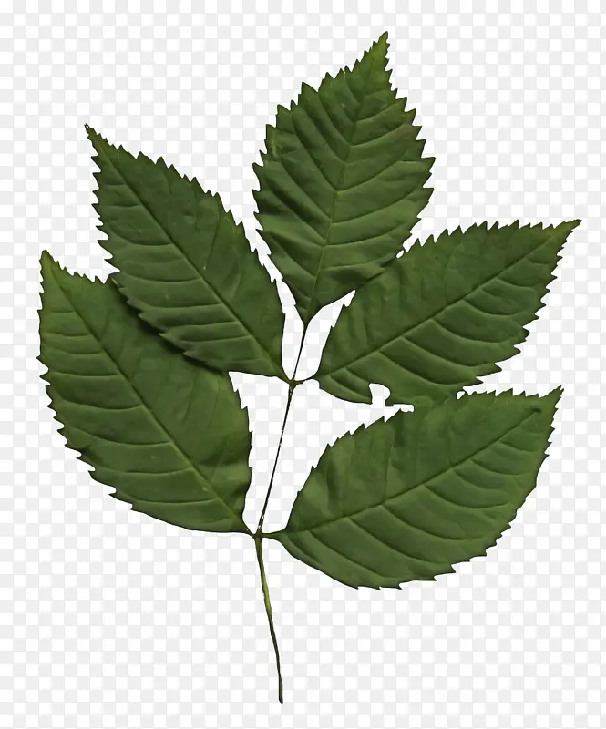 Ҷ ֲ�� ����-������