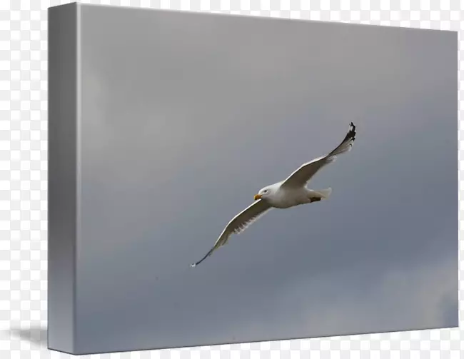 �����Ÿ-������