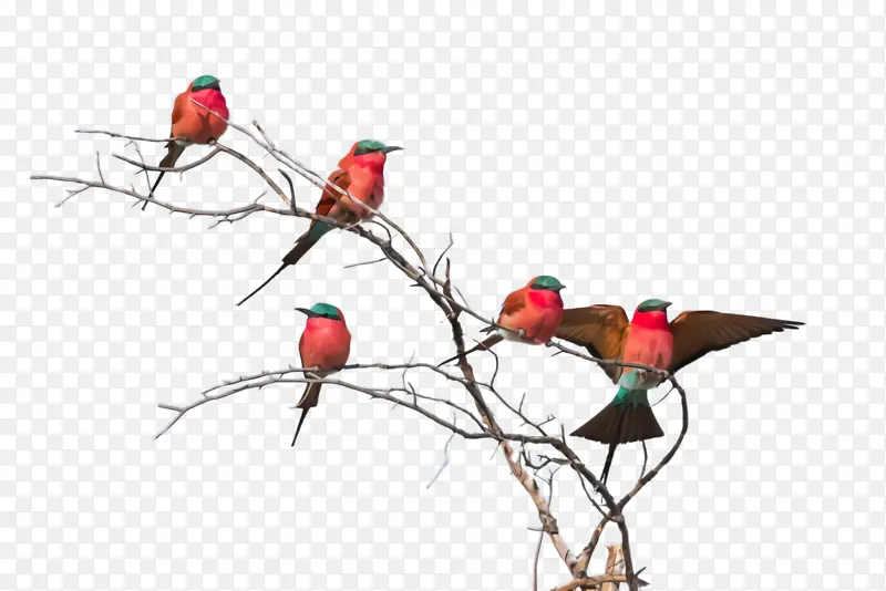 �� ��֦ С֦-������