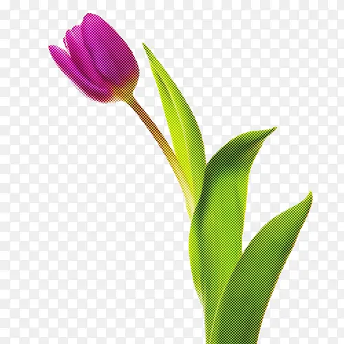 �ɹ���Ʒ�� ����ֲ�� ֲ��-������