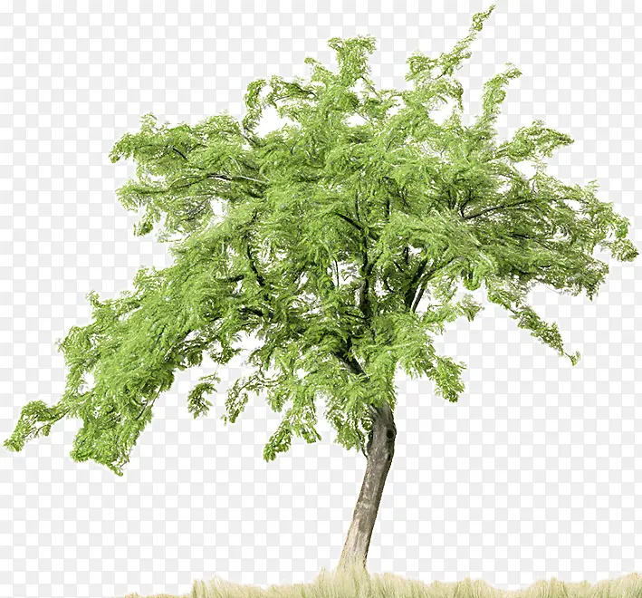 �� ֲ�� ��֦-������