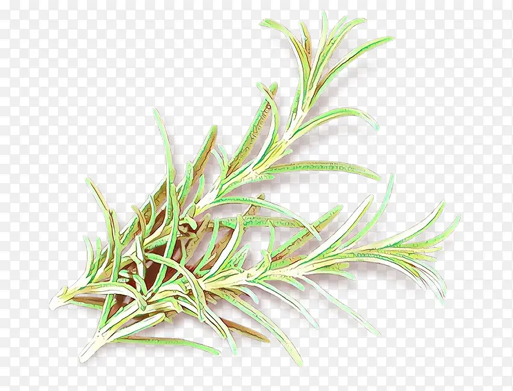 ��ͨ �� ֲ��-������