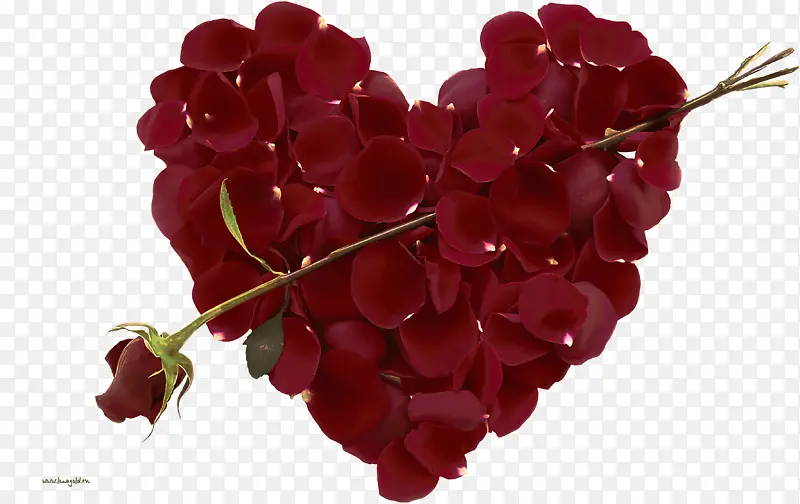 �� ��ɫ ֲ��-������