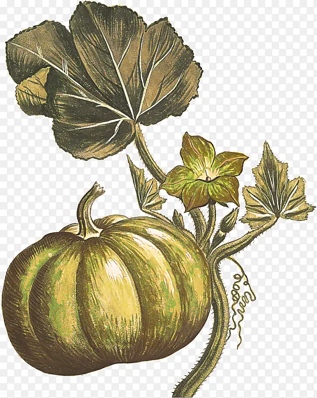 �ɹ���Ʒֲ�� Ҷ ��-������