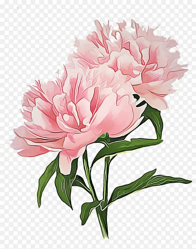 �ɹ���Ʒ�� ����ֲ�� ֲ��-������