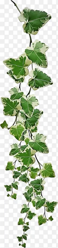 Ҷ ֲ�� ��-������