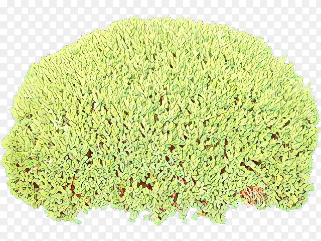 ��ͨ �� ֲ��-������