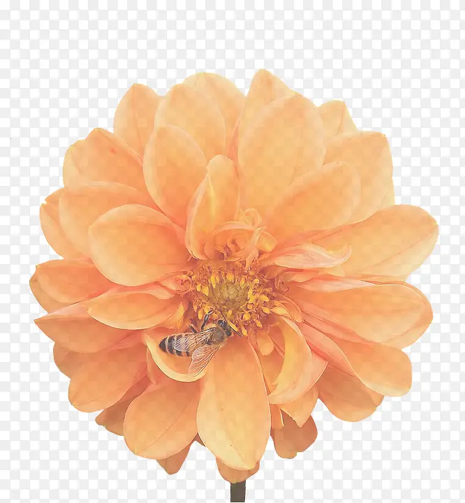 ����ֲ�� �� ����-������