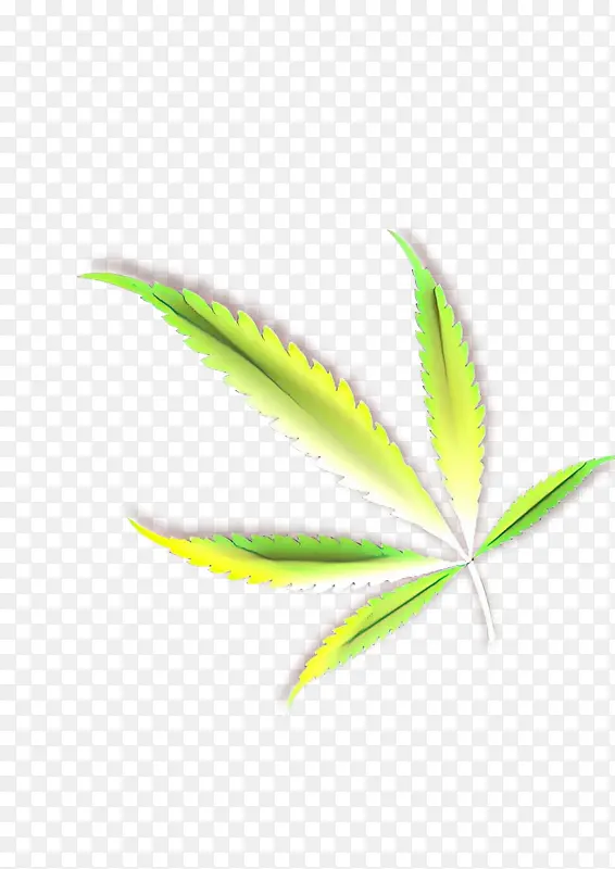 ��ͨ Ҷ�� ��ɫ-������