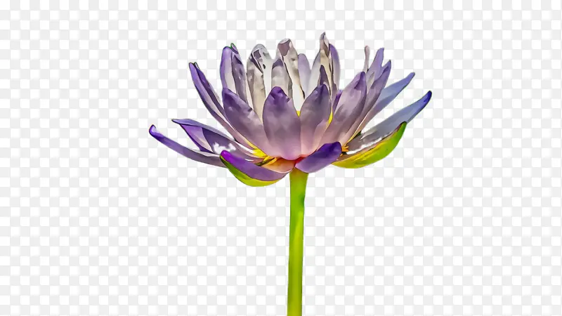 ˮ�ʻ� ���� ʪī-������