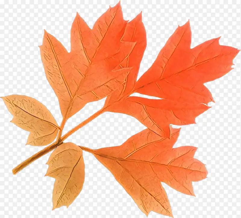 ��ͨ ��Ҷ ��ľ-������