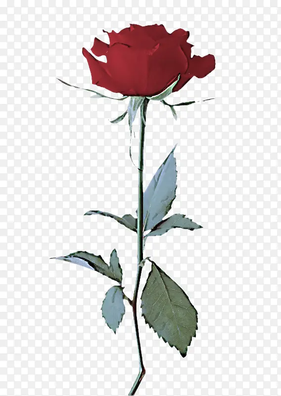 �� ����ֲ�� õ��-������