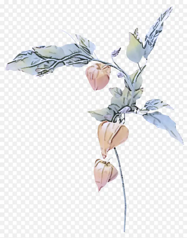 �� ֲ�� Ҷ-������