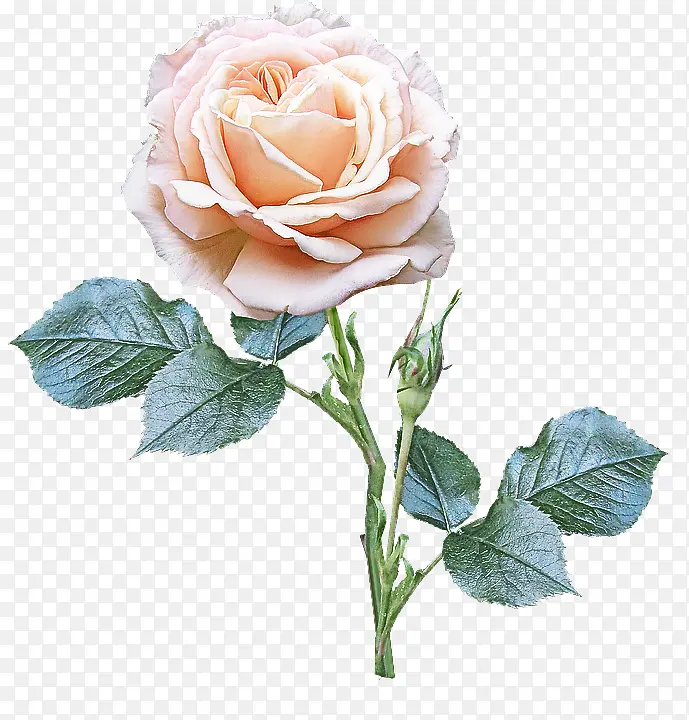 �� ����ֲ�� ��԰õ��-������