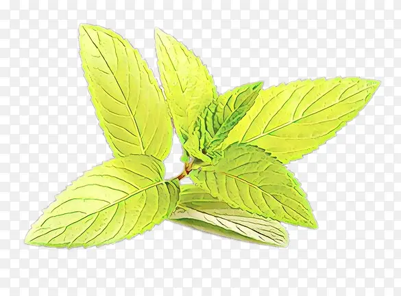 ��ͨ Ҷ�� ֲ��-������