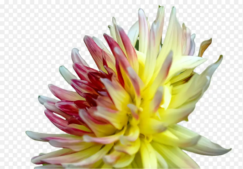 �� ����ֲ�� ����-������