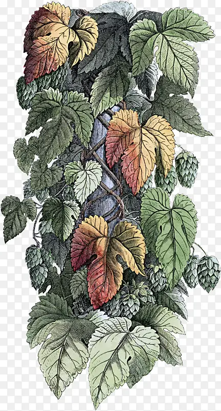 Ҷ ֲ�� ��-������