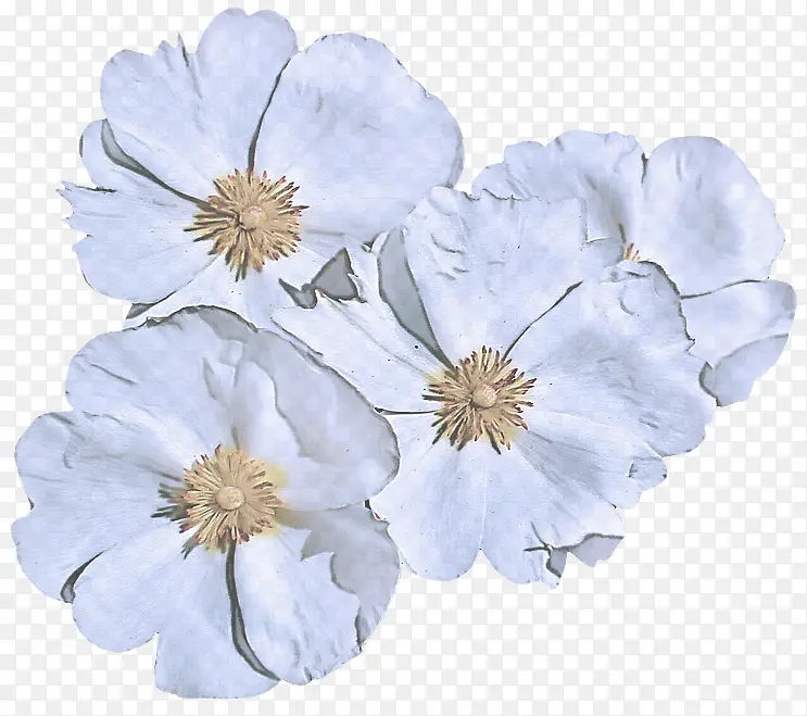 ���� ��ɫ ��-������