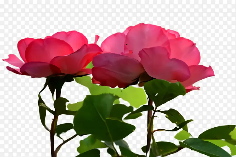 Ӣ�����پ� ��ɫ ����-������