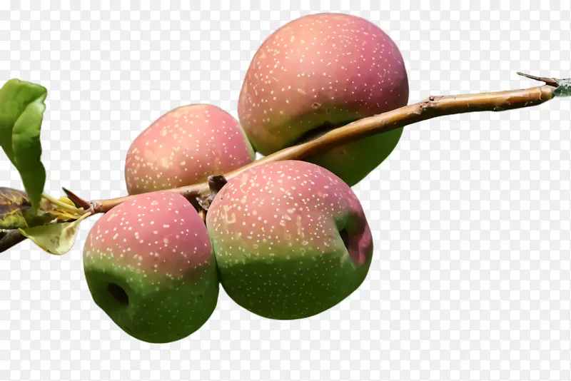 ����ֲ�� ���� ����-������