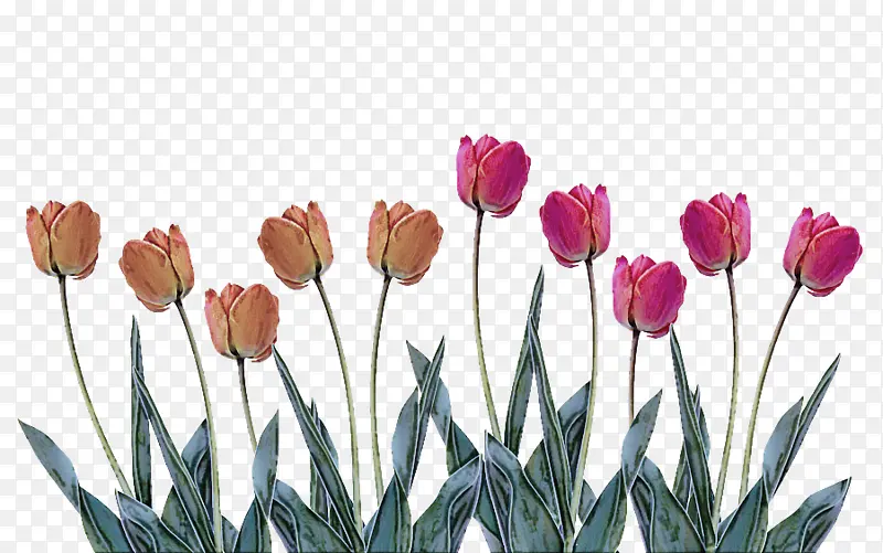 ����ֲ�� �� ������-������