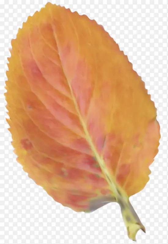 Ҷ�� ��ɫ ��ɫ-������