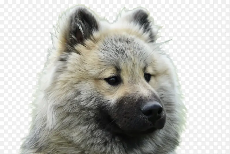 ��ɫ ���� ����-������