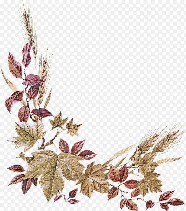 Ҷ�� ֲ�� ��-������