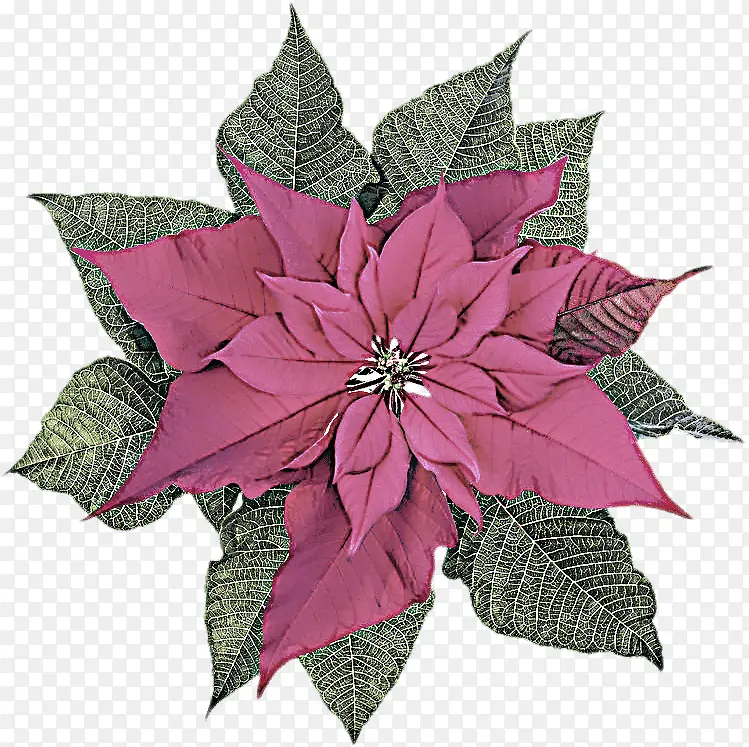 �� Ҷ ֲ��-������