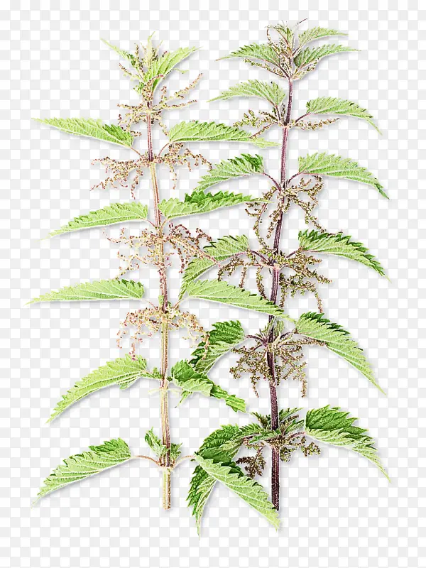 �ɹ���Ʒֲ�� �� Ҷ-������